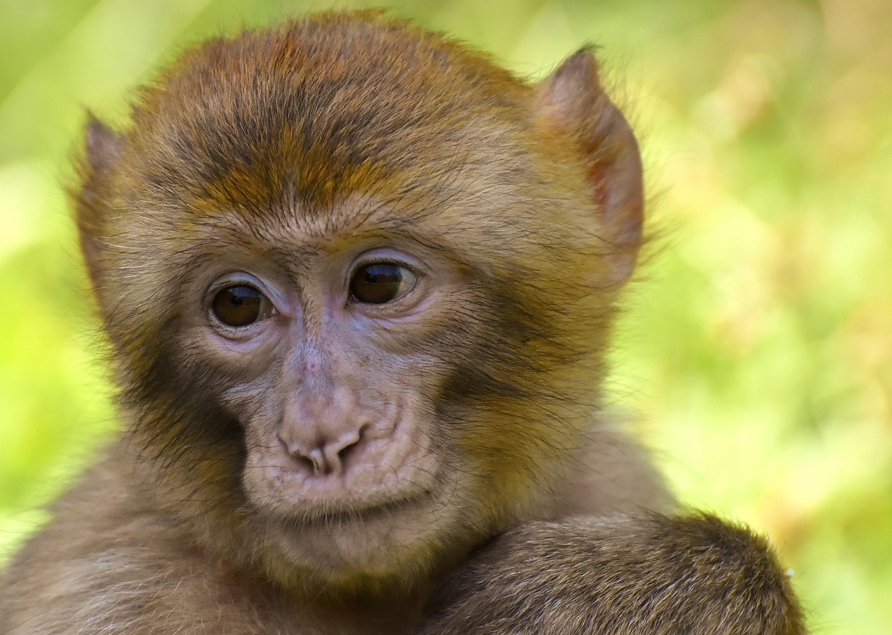 Parcs animaliers 1
